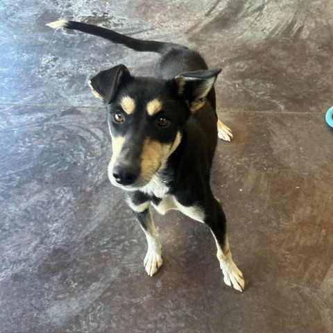 Atlas, an adoptable Australian Kelpie, Doberman Pinscher in Rifle, CO, 81650 | Photo Image 6