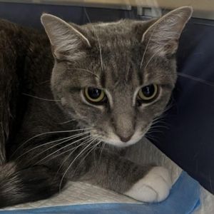 Meet Daisy a sweet 3-year-old female gray tabby Daisys gentle disposition and beautiful gray coat