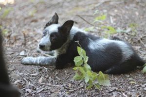 Cattle dogBorder Collie mix male puppyRiver and the rest of his family of Borde
