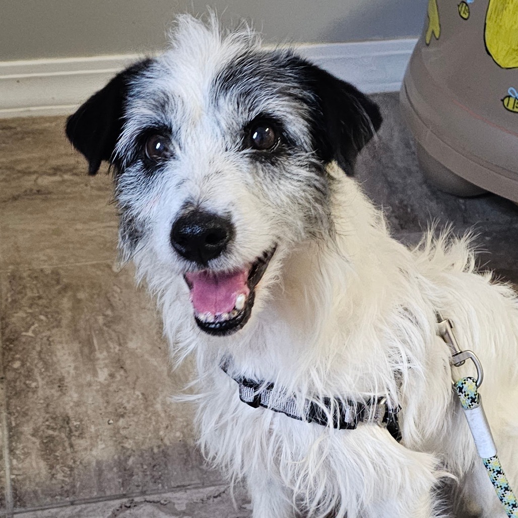 Waylon, an adoptable Jack Russell Terrier in Grinnell, IA, 50112 | Photo Image 1