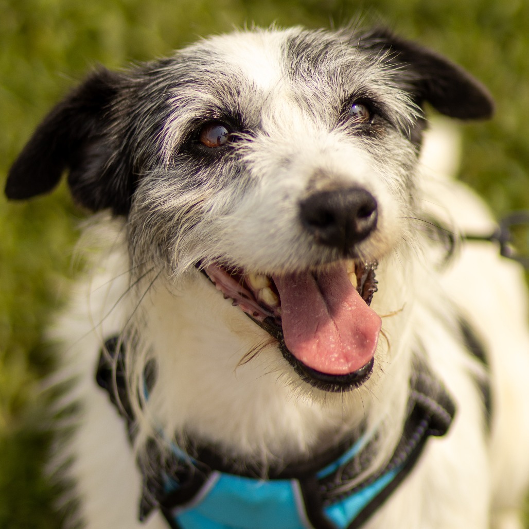 Waylon, an adoptable Jack Russell Terrier in Grinnell, IA, 50112 | Photo Image 1