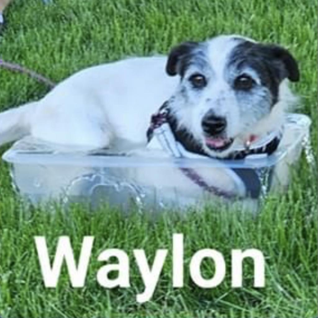 Waylon, an adoptable Jack Russell Terrier in Grinnell, IA, 50112 | Photo Image 3