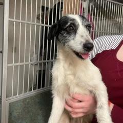 Waylon, an adoptable Jack Russell Terrier in Grinnell, IA, 50112 | Photo Image 4