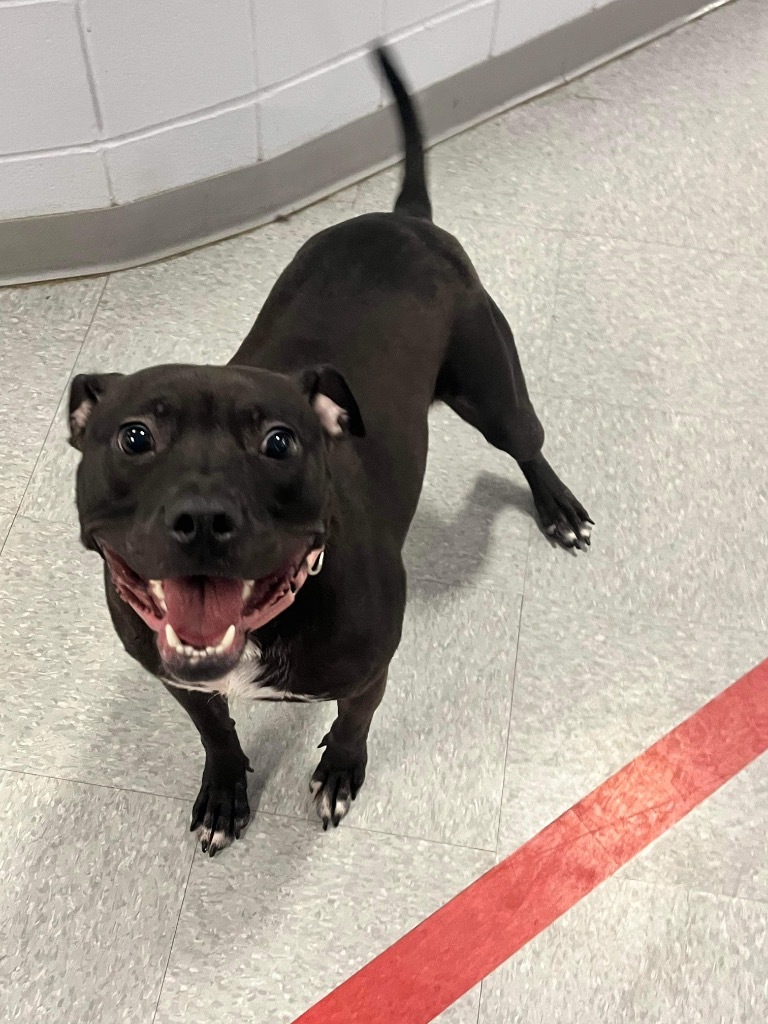 Tina, an adoptable Affenpinscher, Mixed Breed in Peru, NY, 12972 | Photo Image 1