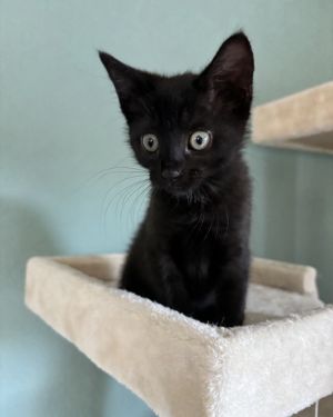 Erica is a stunning all-black kitten with a personality as captivating as her sl