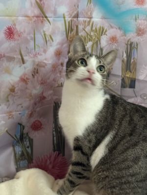 Shirley, Young Female Domestic Short Hair