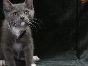 A5623945 Sebastian is a cute-as-button male kitten who arrived at the Care Cent