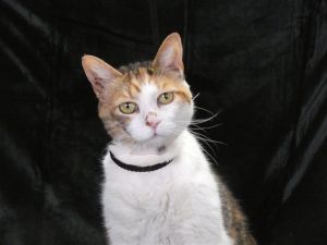 A5624165 Biggie is a pretty female Calico who arrived at the Care Center as an owner surrender on M