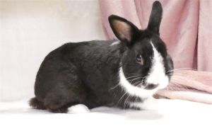 A5616554 Pez is a darling little male bunny who arrived at the Care Center as an owner surrender on