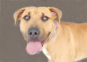 A5626361 Spike is a sleek and smooth pitbull mix with the cutest wrinkliest a