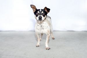 A5625131 Earl is the perfect pint sized companion looking to join the right family Although he mig