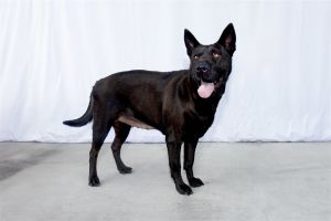 A5620032 April is a super sweet super smart little girl with the most unique looks This stunner h