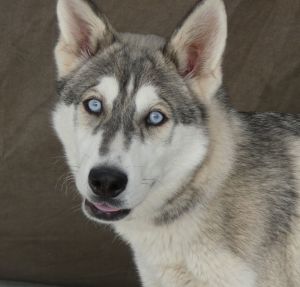 A5625316 Howl Jenkins Pendragon is a 9 month old Siberian Husky pup who came to the Baldwin Park An