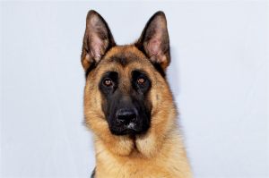 A5625289 Titus Titus is a regal German Shepherd who looks purebred He came to the Baldwin Park Ani