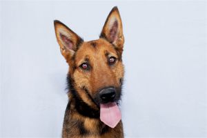 A5625346 Sassy is an affectionate friendly German Shepherd mix who came to the Baldwin Park Animal