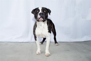 A5623543 Rocky is a handsome hunk of a boy with a beautiful blocky head chonky paws and an eye-c