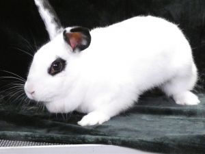 A5625784 Snowflake is a beautiful female rabbit who arrived at the Care Center as an owner surrende