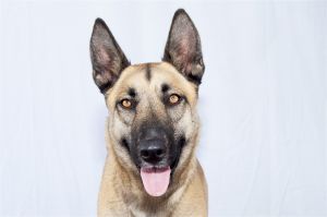 SAGE Belgian Shepherd / Malinois Dog