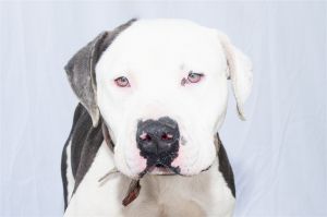 A5623541 Ricky is a sweet happy pitbull pup who came to the Baldwin Park Animal Care Center on 50