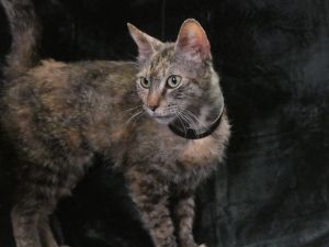 A5625159 Tina is an exquisite female torbie feline who arrived at the Care Center as a stray on May