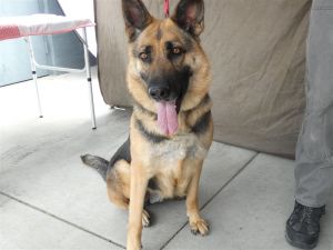 A5623777 Zephyr is a gorgeous German Shepherd who came to the Baldwin Park Anim