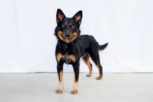 A5612176 Sassy Boy is a playful pup who came to the Baldwin Park Animal Care Center as an owner sur