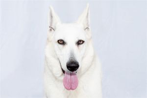 A5619666 Dancer is an elegant white German Shepherd mix who came to the Baldwin Park Animal Care Ce