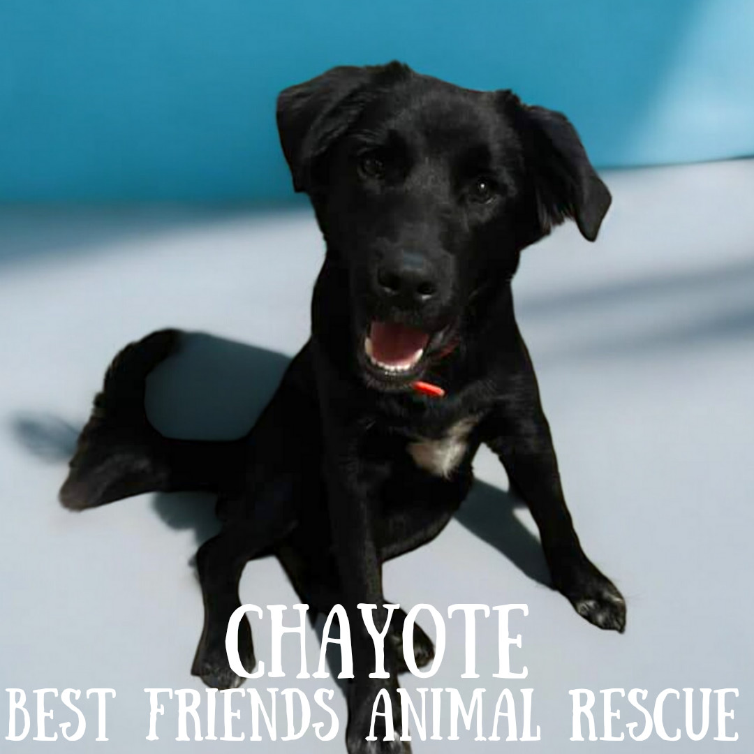 Chayote, an adoptable Husky, Australian Cattle Dog / Blue Heeler in Wasilla, AK, 99654 | Photo Image 1