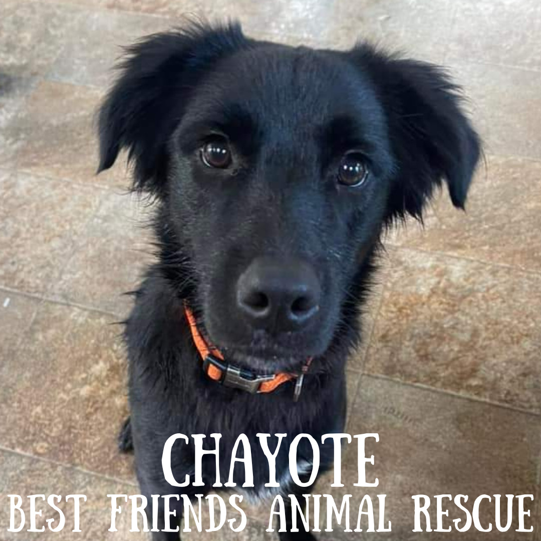 Chayote, an adoptable Husky, Australian Cattle Dog / Blue Heeler in Wasilla, AK, 99654 | Photo Image 2