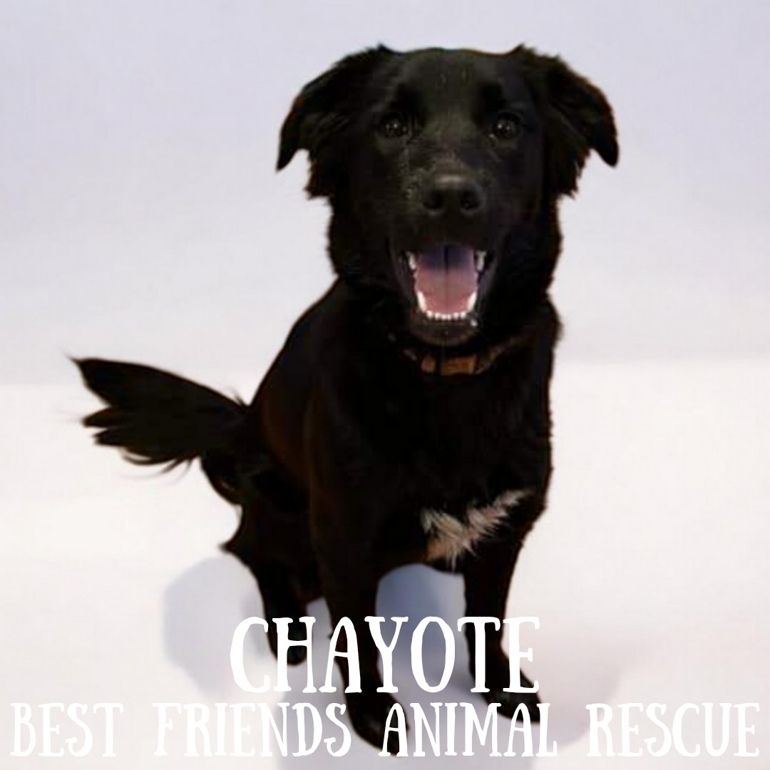 Chayote, an adoptable Husky, Australian Cattle Dog / Blue Heeler in Wasilla, AK, 99654 | Photo Image 3