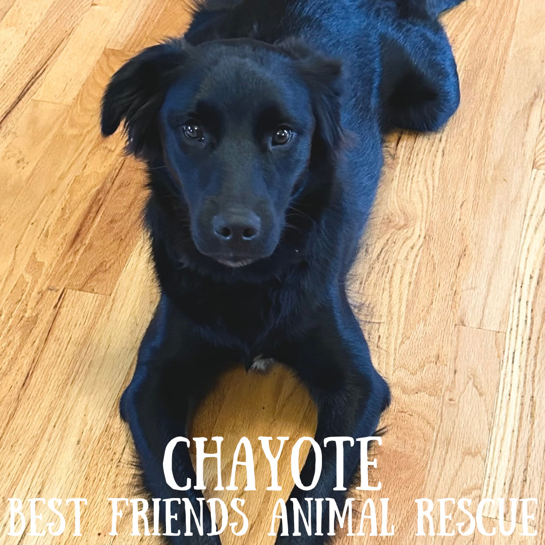 Chayote, an adoptable Husky, Australian Cattle Dog / Blue Heeler in Wasilla, AK, 99654 | Photo Image 4