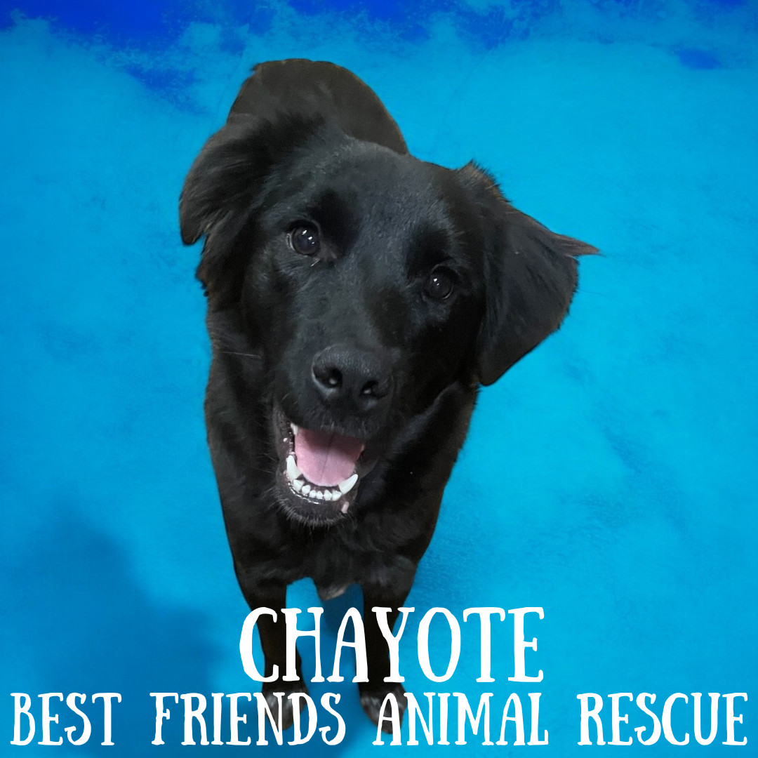 Chayote, an adoptable Husky, Australian Cattle Dog / Blue Heeler in Wasilla, AK, 99654 | Photo Image 5