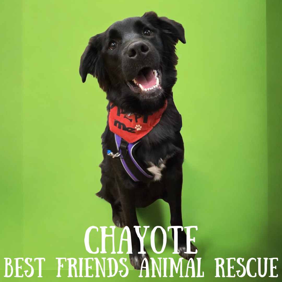 Chayote, an adoptable Husky, Australian Cattle Dog / Blue Heeler in Wasilla, AK, 99654 | Photo Image 6