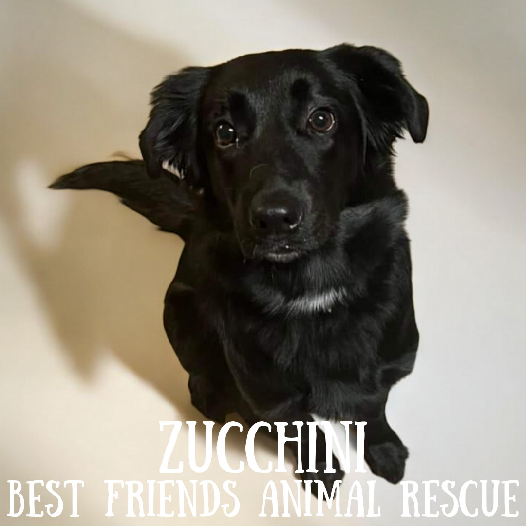 Zucchini, an adoptable Husky, Australian Cattle Dog / Blue Heeler in Wasilla, AK, 99654 | Photo Image 5