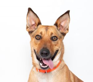 Im Leo the two-year-old Labrador mix with a knack for making you smile Take a look at my ears-the