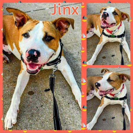 Jinx photo