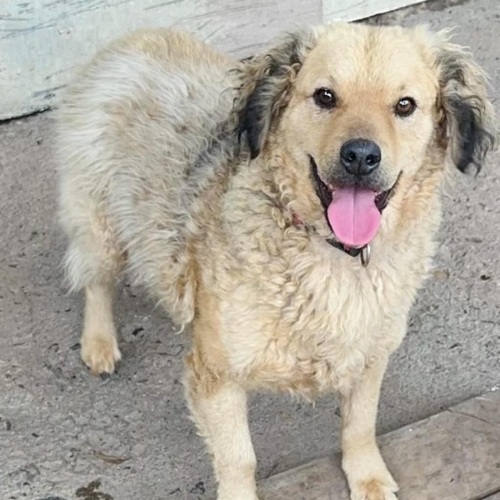 Rabito, an adoptable Retriever, Poodle in San Diego, CA, 92130 | Photo Image 1