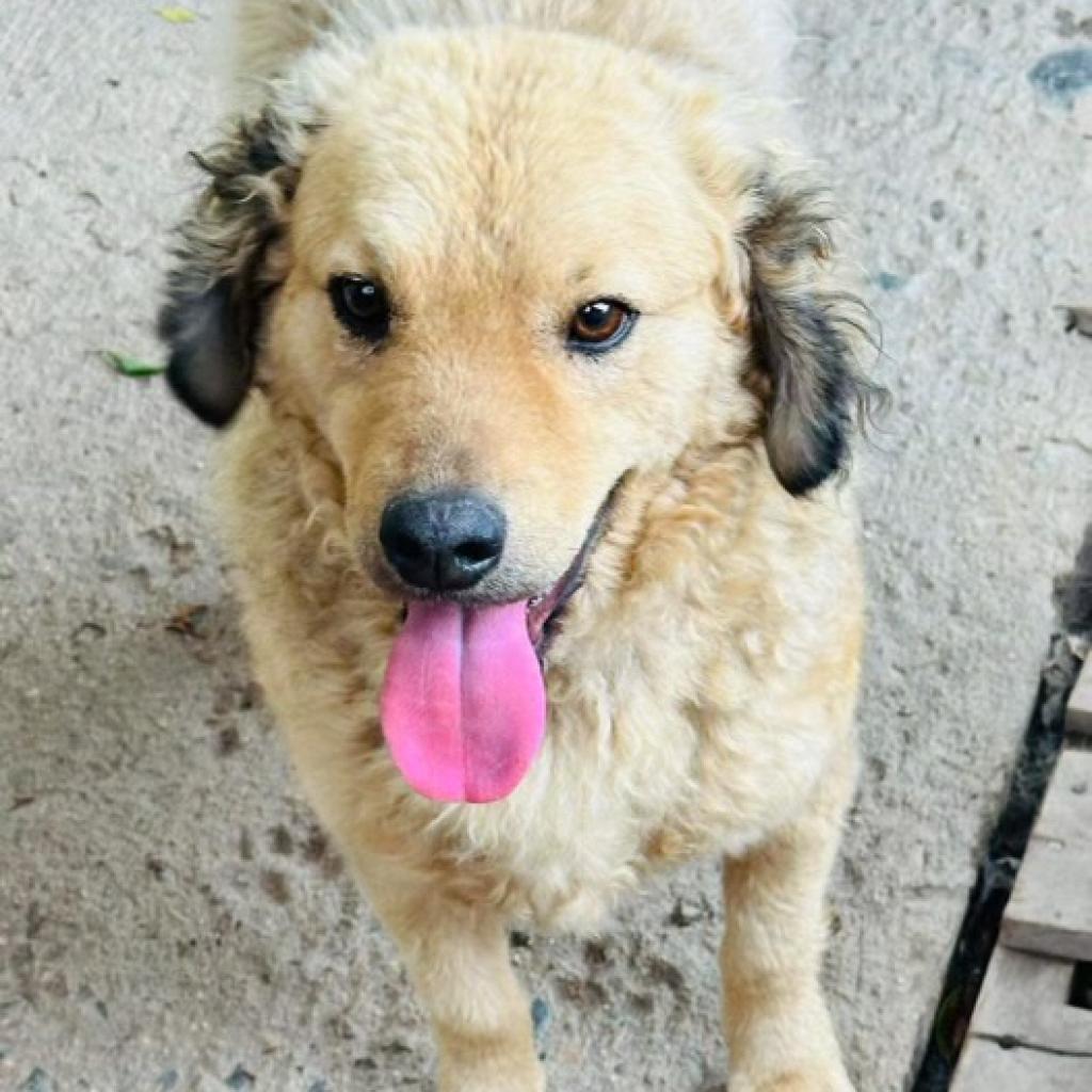 Rabito, an adoptable Retriever, Poodle in San Diego, CA, 92130 | Photo Image 2