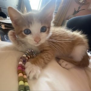 Introducing Toast the delightful 2 month old male orange tabby kitten with a he