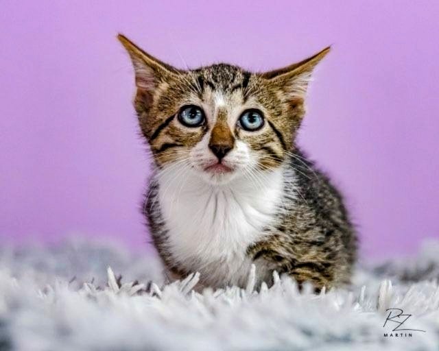 Oliver, an adoptable Domestic Short Hair in Boerne, TX, 78006 | Photo Image 1