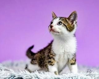 Oliver, an adoptable Domestic Short Hair in Boerne, TX, 78006 | Photo Image 3