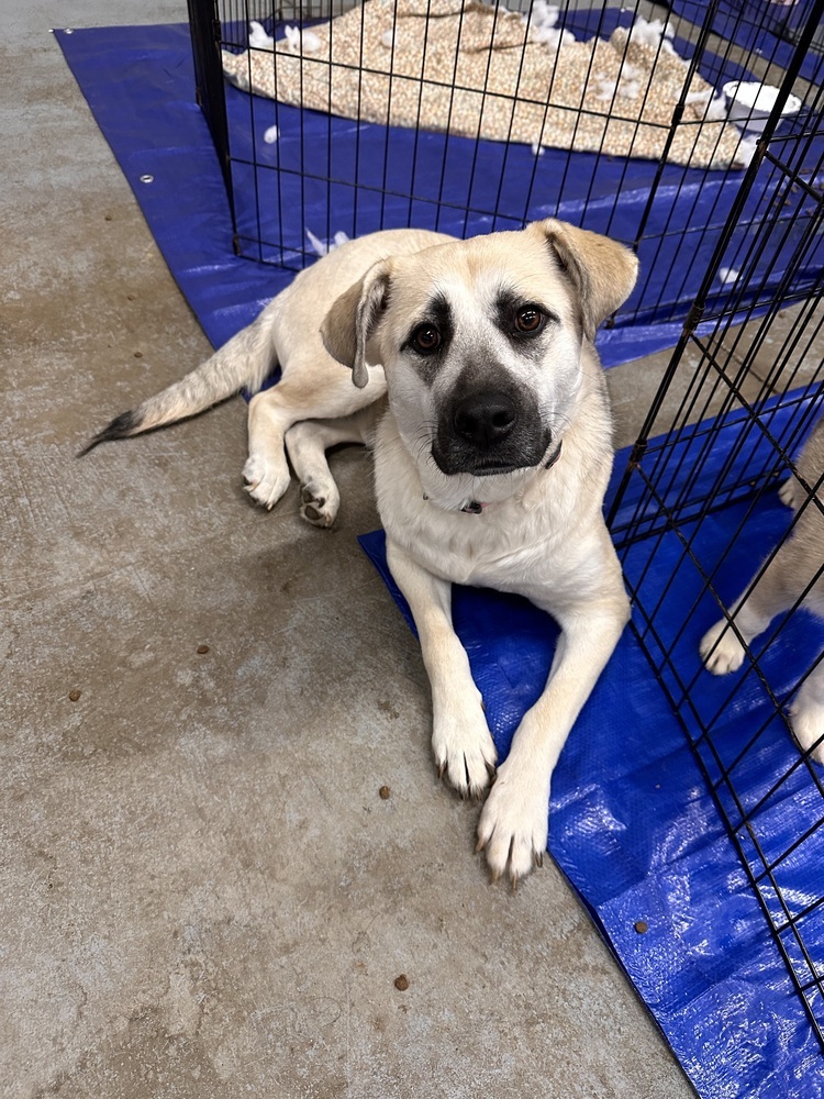Mama Sienna, an adoptable German Shepherd Dog, Great Pyrenees in Lakewood, CO, 80227 | Photo Image 1