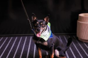 Frankie is available for Foster to Adopt Frankie is a 4-year-old 15-pound male chihuahua  miniatur