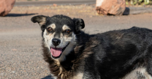 Sinclair, an adoptable Cattle Dog in Page, AZ, 86040 | Photo Image 1