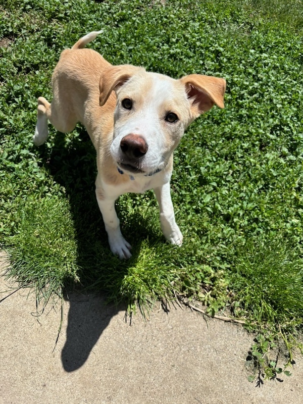 Denver, an adoptable Mixed Breed in Rapid City, SD, 57702 | Photo Image 2