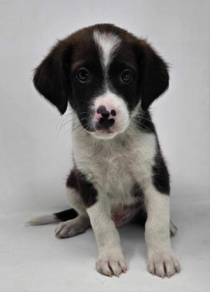 9 weeks 6lbs Collie Beagle Mix Neutered Expected Full Grown Size around 40lbs This puppy is joini