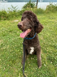 3 years 49lbs Standard Poodle Neutered This dog is joining Social Tees on 61 and is eligible to 