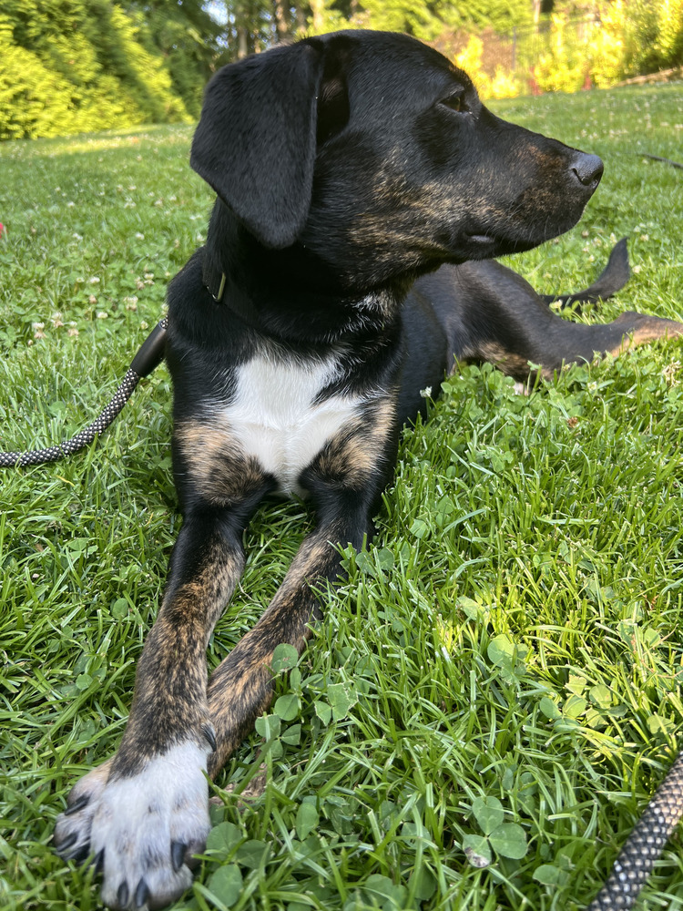 SHILOH
