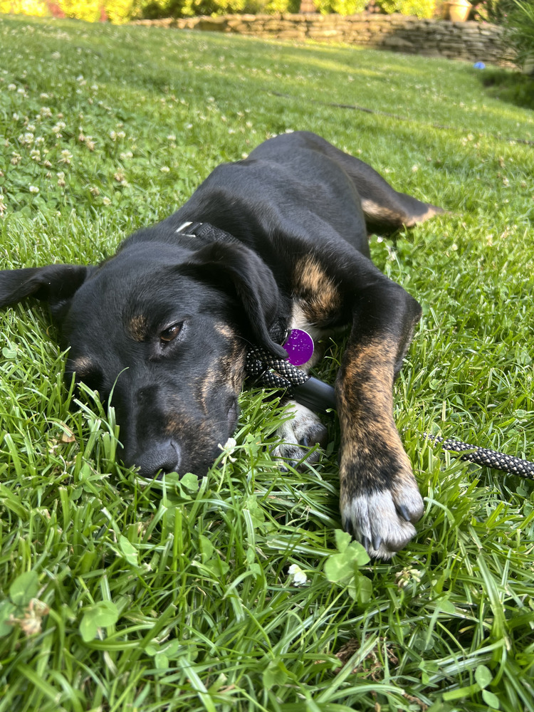 SHILOH