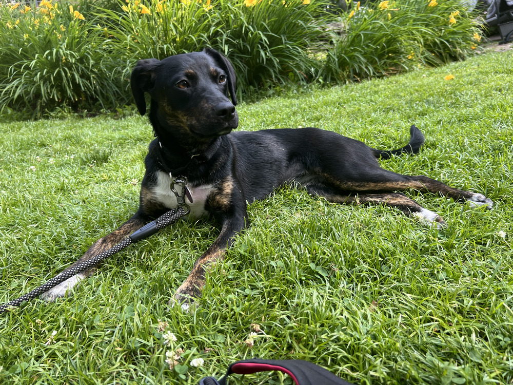 SHILOH